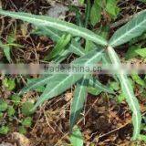 Hemidesmus Indicus thumbnail-2