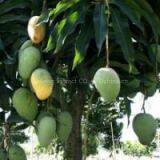 Offer Mango Leaf Extract thumbnail-1