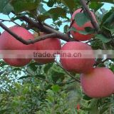 Hot sale red apple