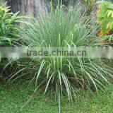 Lemon Grass thumbnail-1