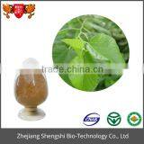 ISO GMP Factory 100% Pure Natural Mulberry Leaf Extract thumbnail-1