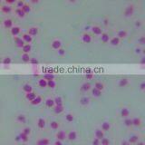 Indonesia Students Learning Prepared Microscope Slides