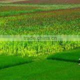 Vietnamese Jasmine Fragrant White Rice - High Quality GOOD FOR HEALTH thumbnail-1