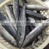 Fresh Frozen Sea Fish Spanish Mackerel For Market thumbnail-3