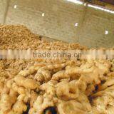 Big Fresh Ginger High Quality thumbnail-1