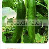 Hybrid F1 Hot Resistance Fruit Type Seedless Cucumber Seeds For Sale-Europa 201