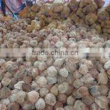 Semi Husked Coconut, Best Quality, Cheap Price thumbnail-5