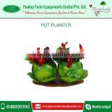 Cabbage Shape Pot Planters Available at Very Low Rate thumbnail-1