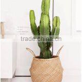Natural Belly Seagrass Basket / Planter for Home Decoration thumbnail-2