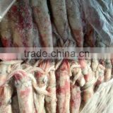 Loligo squid export fresh fish trading companies