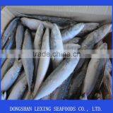 Frozen Pacific Mackerel thumbnail-1