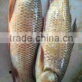 ROHU LABEO ROHITA thumbnail-4