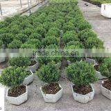 Buxus Sinica Samll Bosnai Ball Shape Nursery thumbnail-1