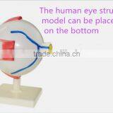 Eyeball Enlargement and Anatomy Structure Model Teaching Medical Biology Science and Education Instrument 6 Times 3 thumbnail-2