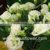 Most Popular Factory Price Supply Lisianthus Lisianthus Flowers From Yunnan, China