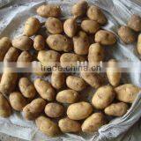 Fresh Chinese Holland Potato thumbnail-1