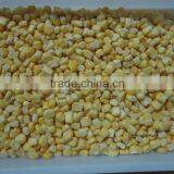 Non-GMO Frozen Sweet Corn Kernels IQF Sweet Corn Kernels thumbnail-4