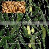 Neem Seed Oil (Co2) thumbnail-1