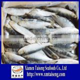 Frozen sardines bait from China with moderate prices