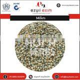 Fresh Cropped, Long Shelf Life Millet Grains at Wholesale Rate