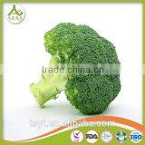 Broccoli Fresh Broccoli Hot Sale Fresh Green Broccoli thumbnail-2