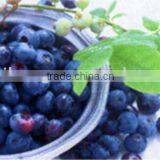 IQF Frozen Blueberries thumbnail-1