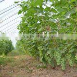 Coextruded PE Cover Film PE Greemhouse Film for Grape Greenhouse thumbnail-1