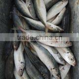 Superior Quality 18CM China Made Frozen Fresh Horse Mackerel thumbnail-2