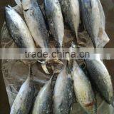 Frozen Fresh Bonito 750g up thumbnail-1