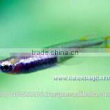 Rasbora Fish For Sale and Export thumbnail-5