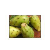 Prickly Pear Cactus Seeds Oil