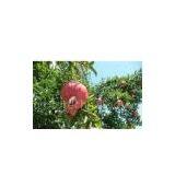 Pomogranate P.E. thumbnail-1