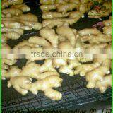 China Tomato Top Quality Competitive Price/fresh Tomato thumbnail-4