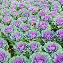 Heat Resistant f1 Hybrid Cabbage Seeds thumbnail-4