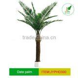 Indoor Date Palm Tree