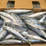 Top Quality Newly Pacific Mackerel 5-7pcs/kg thumbnail-2