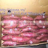 JAPAN YELLOW SWEET POTATO thumbnail-3