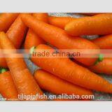 Plastic Carrot, Fresh Carrot in China thumbnail-1
