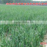 Hybrid Onion Seeds for Growing-red Preciousness thumbnail-5