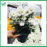 Fresh Cut Flower Chrysanthemum