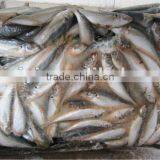 Frozen Horse Mackerel 80-100g New Arrival thumbnail-1