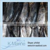 Hot Selling Without Faure Marin Frozen Seafood Bonito(Bullet Mackerel ) thumbnail-1