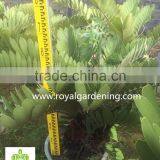 Zamia Furfuracea Dia 10-30cm Wholesale thumbnail-2