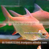Albino Red Tail Tinfoil Barb Fish / Thailand Tropical Fish Exporter thumbnail-1