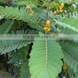 Senna Leaves thumbnail-1