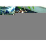 Sell Multilayer Extruding Sushi Trays