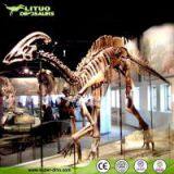 Life Size Dinosaur Skeleton for Museum Exhibit
