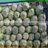 Export Quality is Good, the Taste of Fresh Cabbage in China