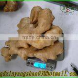 Fresh Ginger for China/shandong Fresh Ginger, Air Dry Ginger thumbnail-4