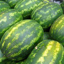 High Disease Resistance Oval Shape Hybrid Watermelon Seeds for Growing thumbnail-4